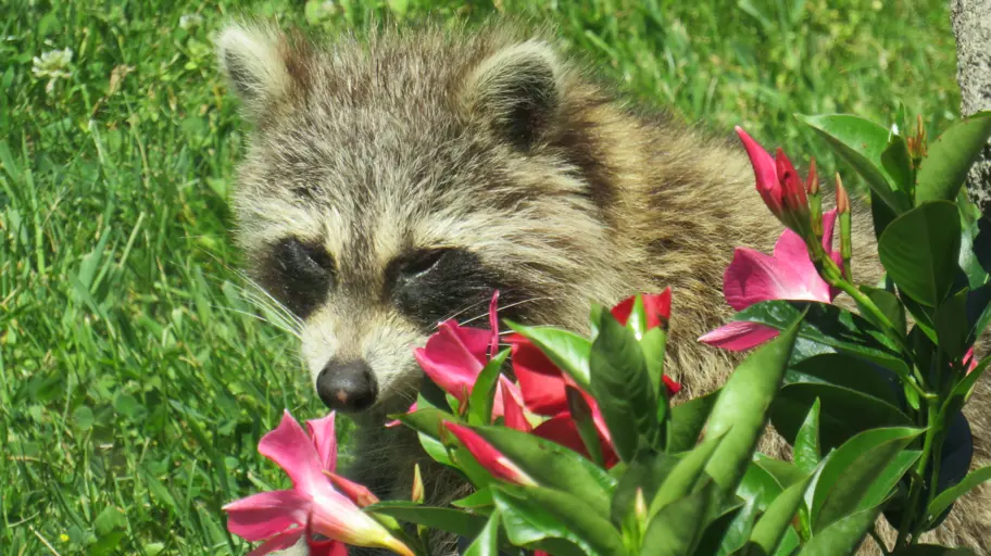 Racoon